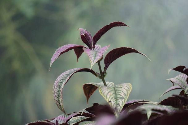 Strobilanthes dyeriana (also called Persian shield, royal purple plant) with a natural background. cultivated for its dark green foliage with bright, metallic-purple stripes - Photo, Image
