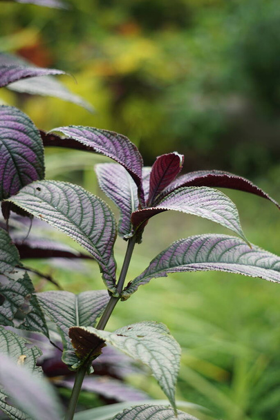 Strobilanthes dyeriana (also called Persian shield, royal purple plant) with a natural background. cultivated for its dark green foliage with bright, metallic-purple stripes - Photo, Image