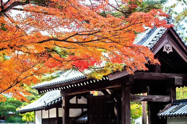 rosso giapponese acero autunno autunno, momiji albero in kyoto japan
 - Foto, immagini