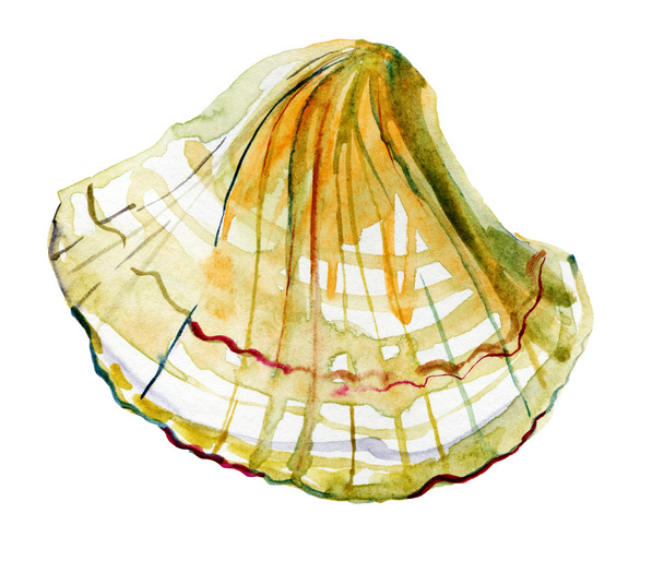 Seashell - Fotografie, Obrázek