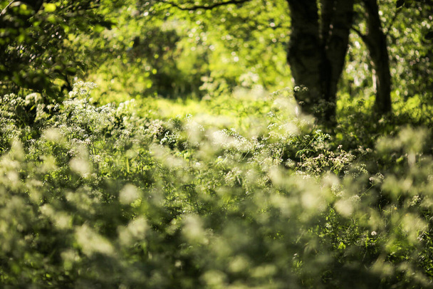 Letnie tło z drzewami i roślinami w świetle słonecznym  - Zdjęcie, obraz