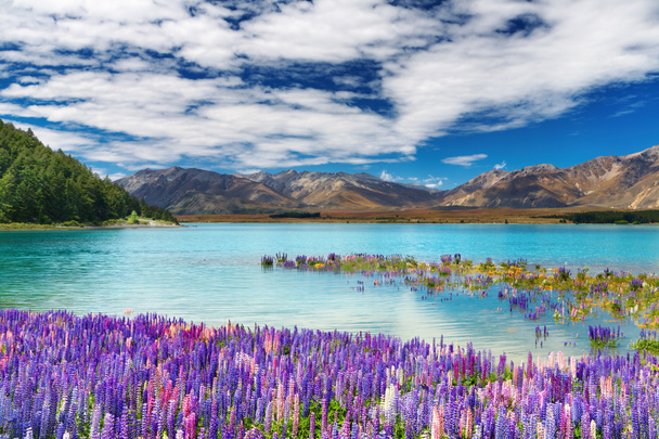 ニュージーランドのテカポ湖 - 写真・画像