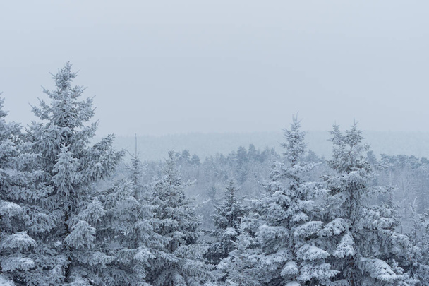 landschap in winterse gewaad - Foto, afbeelding