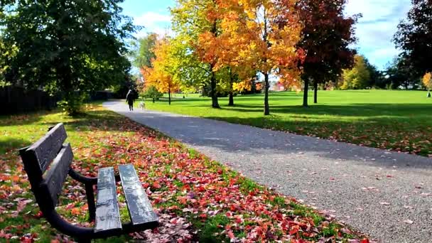 Estilo de vida - Perro paseando en el parque en otoño - Metraje, vídeo