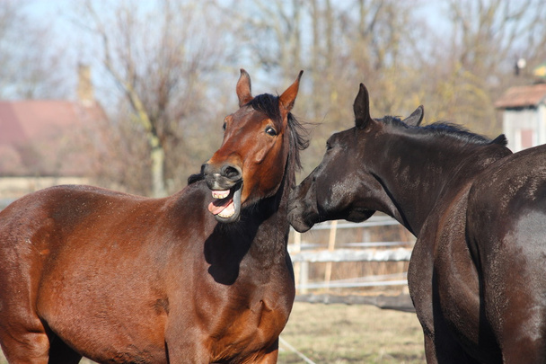 rżenie konia brązowy i czarny koń stoi blisko siebie - Zdjęcie, obraz