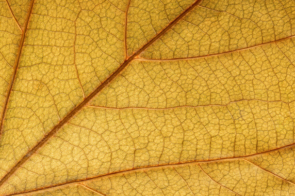 Detail leaf plane-tree with autumn colors - Foto, Imagen