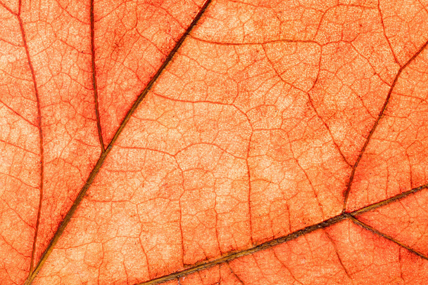 Detail leaf plane-tree with autumn colors - Photo, image