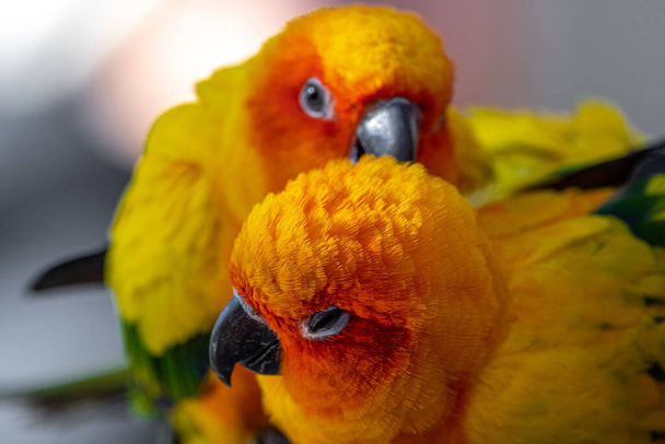 Two Sun Conures (Aratinga solstitialis) Cuddling with Each Other - Photo, Image