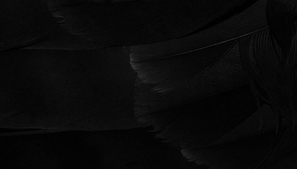 schwarze Falkenfedern mit sichtbaren Details. Hintergrund oder Textur - Foto, Bild
