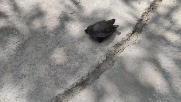 Merikilpikonnat ryömivät nurmikolla auringonlaskun aikaan kesällä. Luonnollinen aurinkoinen uusi alku meressä. Kauniita kilpikonnia auringonvalossa. Valo ja varjo 4K. - Materiaali, video