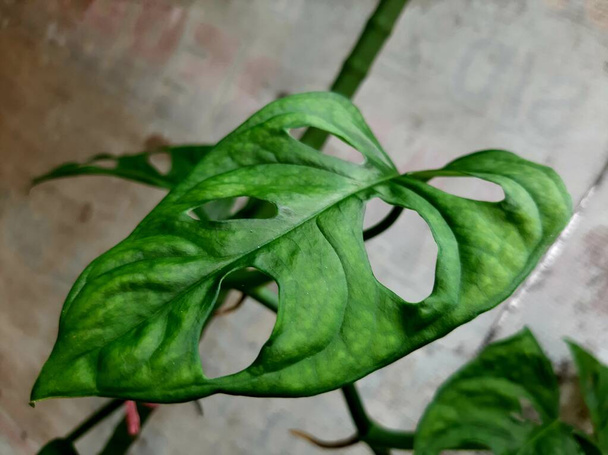 The janda bolong ornamental plant is popular in Indonesia - Фото, изображение