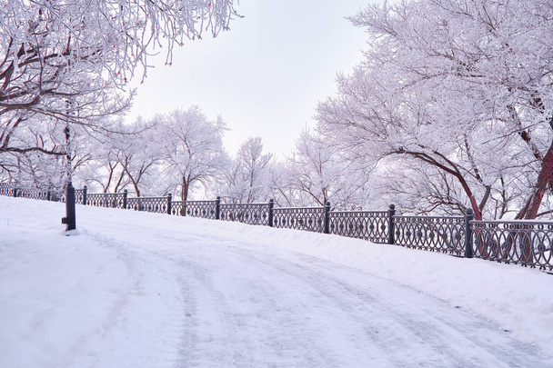 Πολιτισμός και Αναψυχή Πάρκο Khabarovsk, Ρωσία μετά από έντονη χιονόπτωση το πρωί κατά την ανατολή του ηλίου. Δέντρα στο χιόνι. - Φωτογραφία, εικόνα