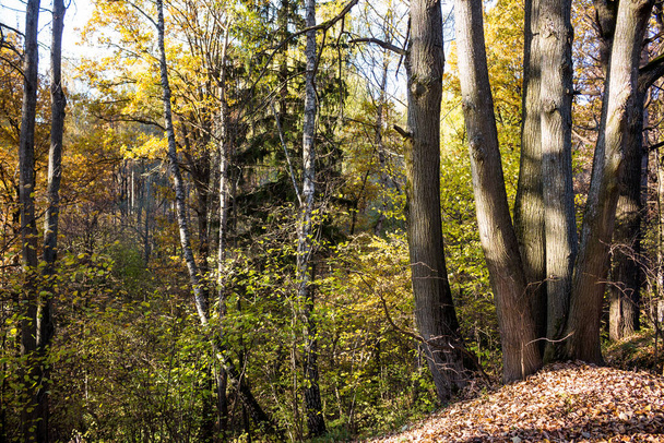 Nice view of the trees on the slope of the ravine in the forest - Foto, immagini