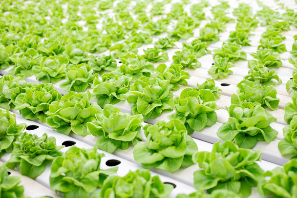 Hydroponics of lettuce farm growing in greenhouse for export to the market. Interior of the farm hydroponics. Vegetables farm in hydroponics. Organic vegetables. Farm organic. - Foto, afbeelding