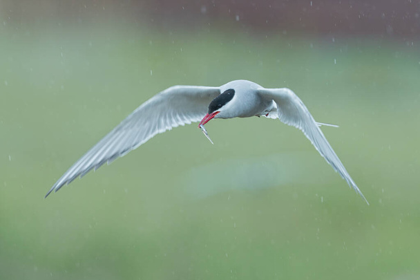 Arctic tern, Sterna paradisaea, in flight with a fish in the beak. - Photo, Image