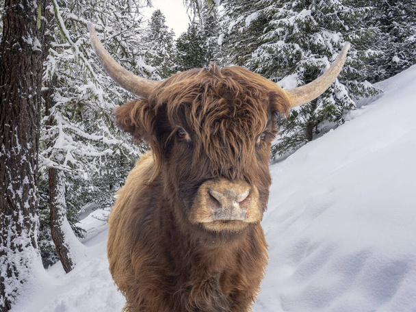 Higlander scottish cow portrait on snow and forest background - Фото, изображение