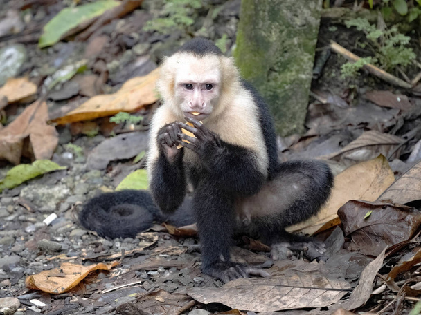 Panamalı beyaz yüzlü kapuçin, Cebus taklitçisi, çok yetenekli bir primatdır. Kosta Rika - Fotoğraf, Görsel