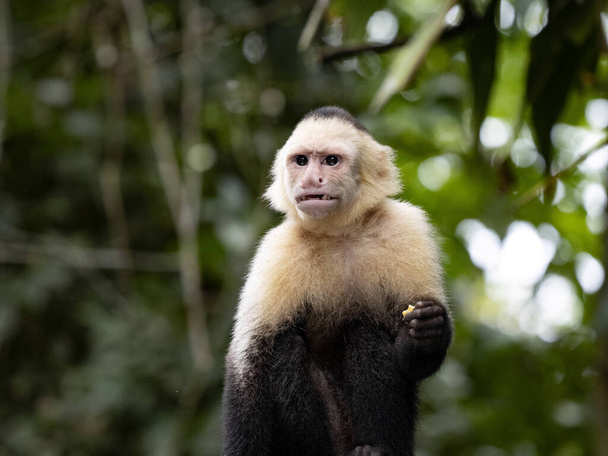 The Panamanian white-faced capuchin, Cebus imitator, is a very skilled primate. Costa Rica - Фото, зображення