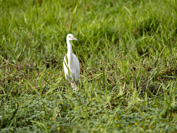 Great White Egret, Egretta alba, looking for food in the grass of Costa Rica - Fotografie, Obrázek