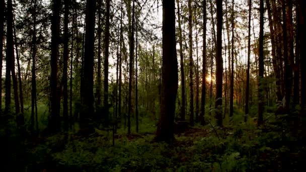 early morning sunrise in the wild autumn forest - Materiaali, video