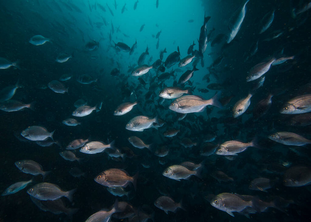 Escuela de peces Hottentot plata bajo el agua (Pachymetopon blochii) nadando en aguas profundas, con fondo de agua azul. - Foto, imagen
