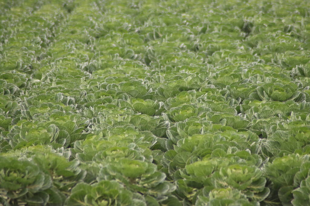 Fields with plants full of brussels sprouts in South Holland in the Netherlands - Foto, immagini
