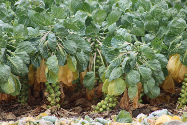 Fields with plants full of brussels sprouts in South Holland in the Netherlands - Foto, Imagen