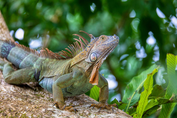 Green iguana (Iguana iguana) on tree in tropical rainforest, Tortuguero, Costa Rica wildlife - Fotoğraf, Görsel