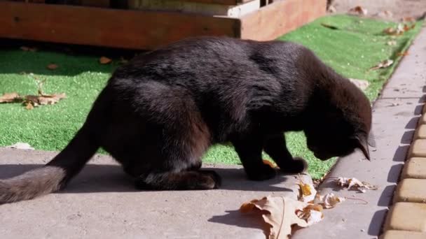 Een dakloze zwarte hongerige kat die buiten loopt, op zoek naar voedsel. 4K. Sluiten. - Video