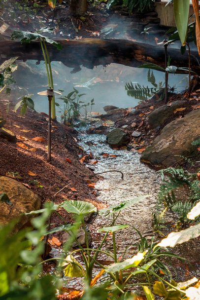 Stream flowing through the tropical greenhouse - Fotoğraf, Görsel