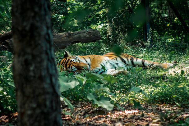 Tiikeri kieriskelee nurmikolla - Valokuva, kuva