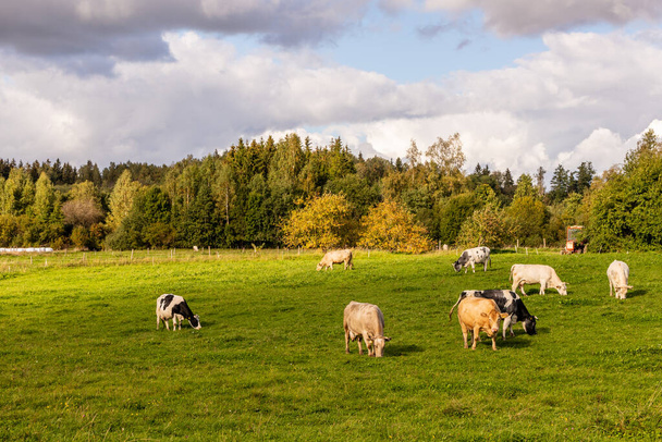 Eight cows eating grass at field near forest under cloudy sky, background visible red tractor. Cattle cow farm in Latvia, Europe at autumn sunny day. Dairy cows at grassland during early fall day - Photo, Image