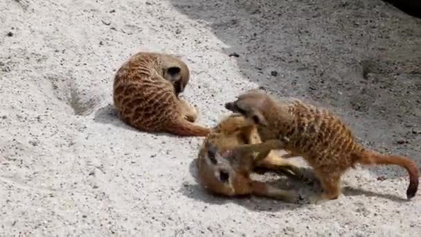 Meerkat, Suricata suricatta hopping around and fighting each other - Footage, Video