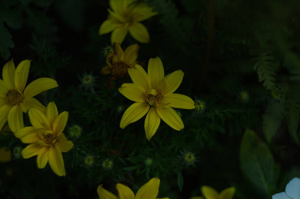 Coreopsis verticillata tai kierrelehti coreopsis zagreb keltaiset kukat lähikuva - Valokuva, kuva