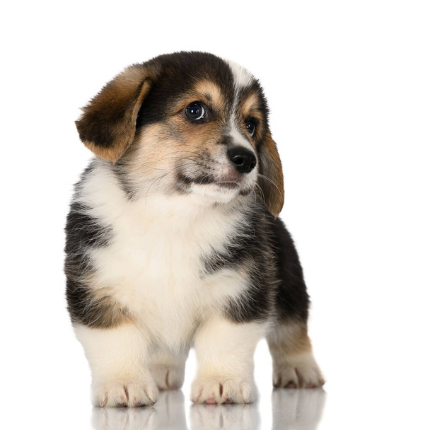 funny corgi puppy standing on white background with cheeky expression - 写真・画像