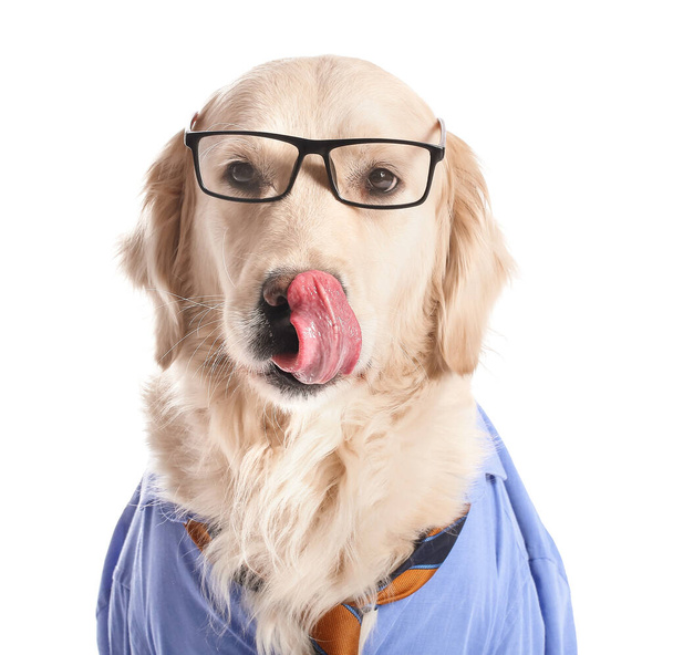 Business-Hund auf weißem Hintergrund - Foto, Bild