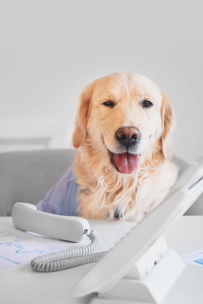Cute business dog working in office - Foto, Imagem