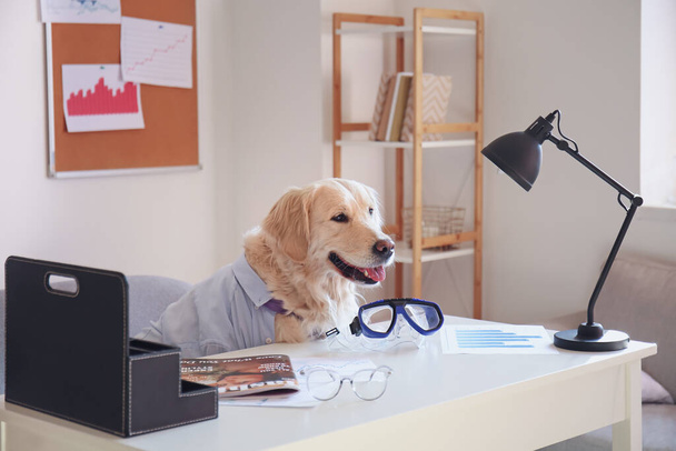 Симпатична ділова собака з маскою для снорклінгу на робочому місці в офісі
 - Фото, зображення