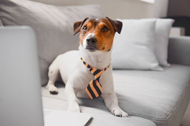 Roztomilý obchodní pes s notebookem pracující na pohovce doma - Fotografie, Obrázek
