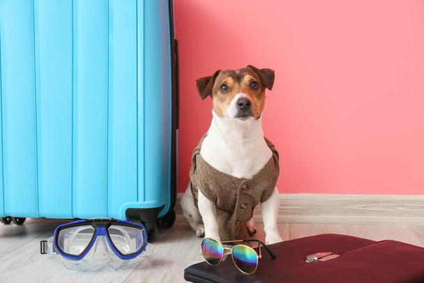 Business dog with suitcase and briefcase near color wall - Фото, изображение