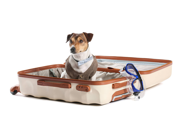 Ділова собака сидить у валізі на білому тлі
 - Фото, зображення