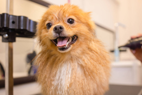 Pomeranian spitz in dog salon.Female hands using hair dryer on cute dog in salon. - Фото, зображення