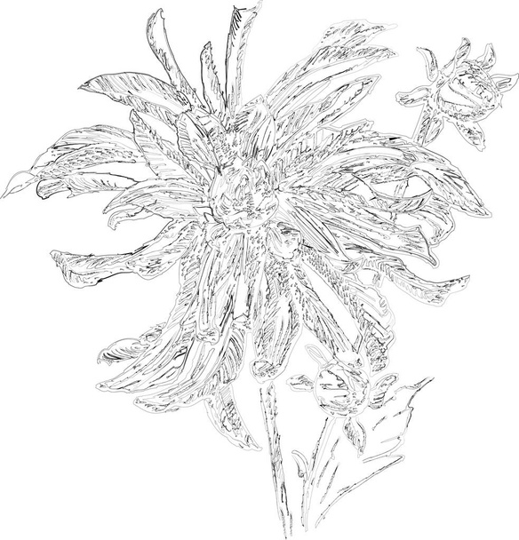 Zarys rysunku wektor doodle ogród aster kwiat z pączkami - Wektor, obraz