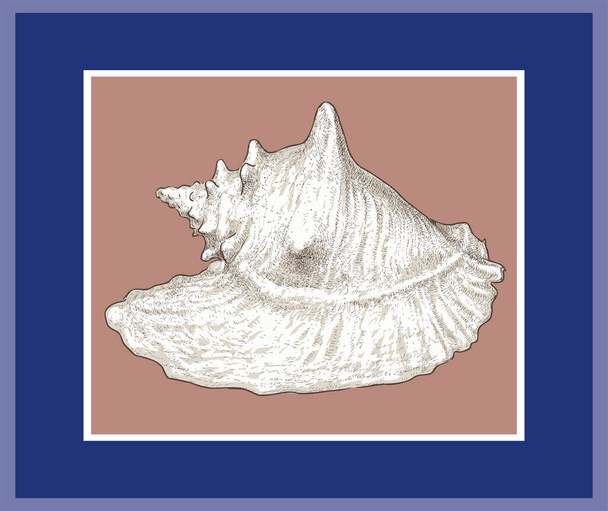 Ilustração vetorial de grande concha desenhada em moldura decorativa - Vetor, Imagem