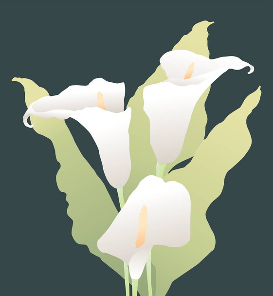 Vector image of bouquet delicate calla lilies - Vector, Image