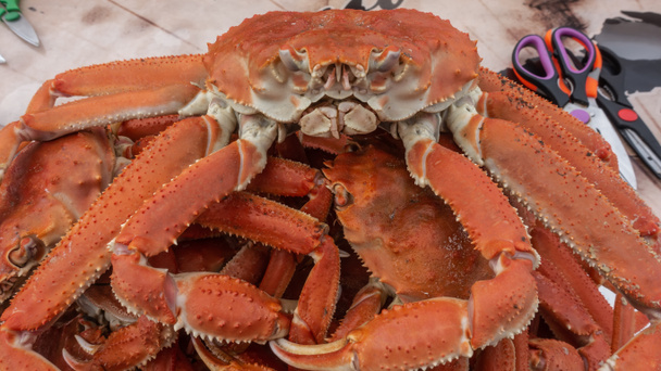 Boiled snow crabs are piled up. Close-up. Thorny legs, claws, eyes, bright red shells are visible. Kamchatka - Foto, Imagen