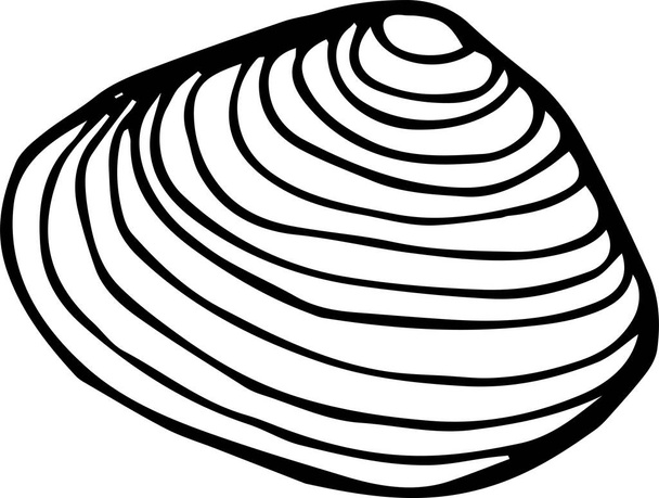 Cáscara marina dibujada a mano
   - Vector, imagen