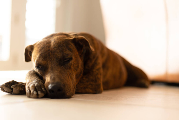Portrait of the dog on the tiled floor. Brindle dog. - Foto, immagini
