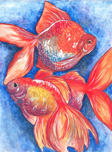 Hand-drawn watercolor illustration of three goldfish on a blue background with a gradient. Marine and animals theme. Idea for print, posters, etc. - 写真・画像