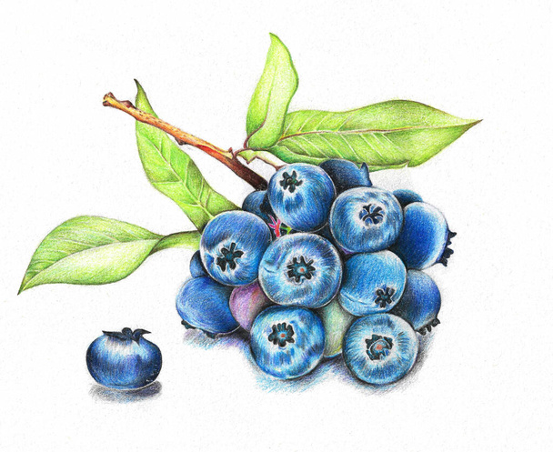 Hand-drawn illustration of blueberry branch. Colored pencils used. Realism. Botanical theme. Idea for posters, postcards, books, etc. - Fotoğraf, Görsel